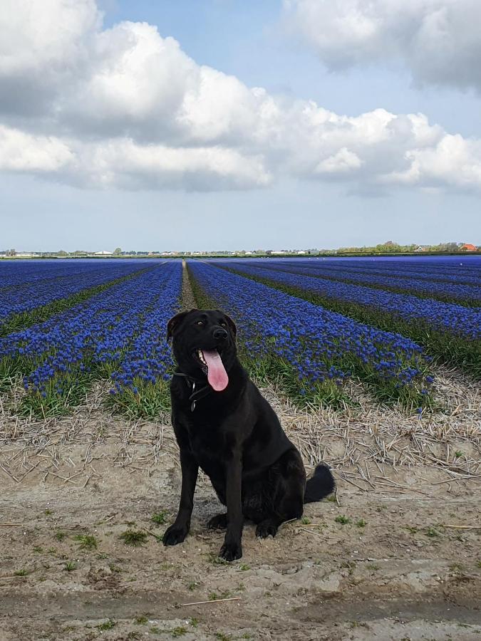Luxe Zomerwoning Met Omheinde Tuin Voor Hond En Kinderen Dirkshorn Bagian luar foto